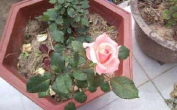 月季盆栽怎么修剪摘蕾的3个方法