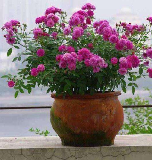 盆栽月季怎么品种选择的3个方法