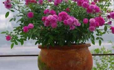 盆栽月季怎么品种选择的3个方法