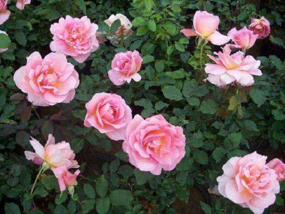 月季盆栽基质和容器怎么选择的2个方法