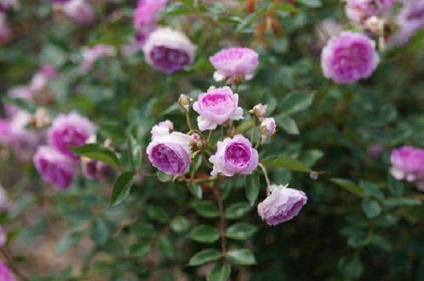 盆栽月季怎么水肥管理的方法