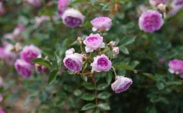 盆栽月季怎么水肥管理的方法 图片