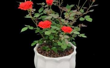 盆栽月季怎么病虫害防治的办法