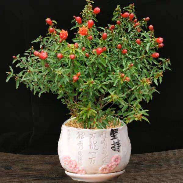 盆栽植物对室内甲醛的净化效果
