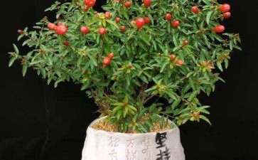 4种盆栽植物对甲醛的净化效果