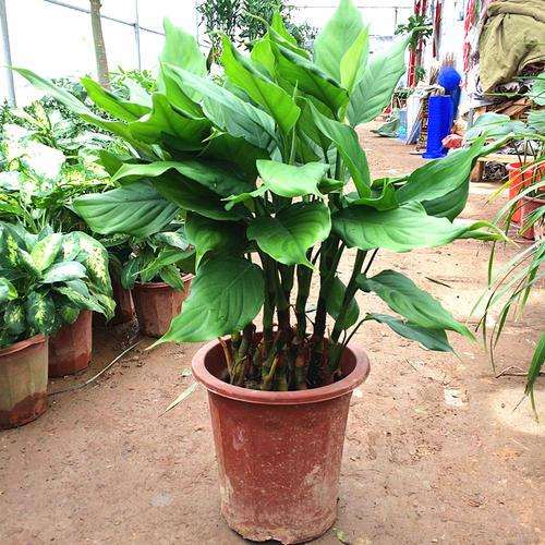 盆栽植物分会 创新服务模式拓宽合作渠道