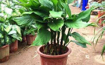 盆栽植物分会 创新服务模式拓宽合作渠道