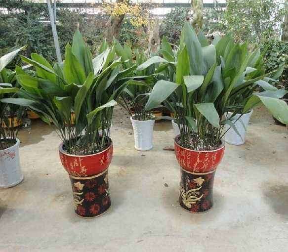 盆栽植物分会 开展行业展赛和培训交流活动