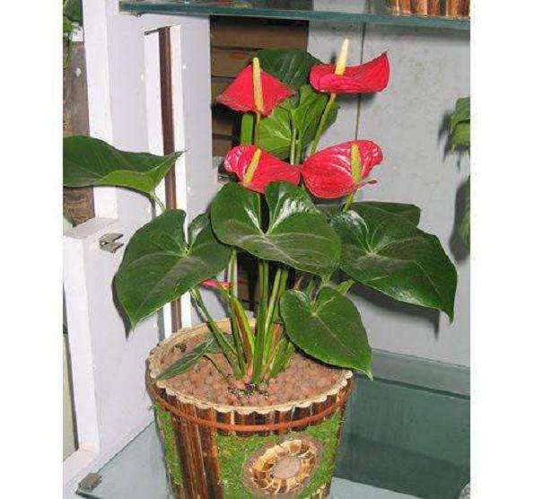 盆栽植物分会 开展行业展赛和培训交流活动