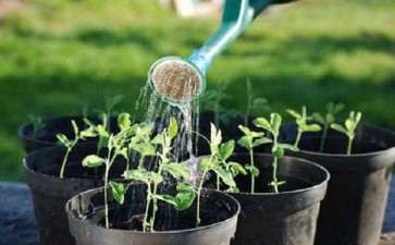 盆栽作物对堆肥有机质的消耗利用情况研究