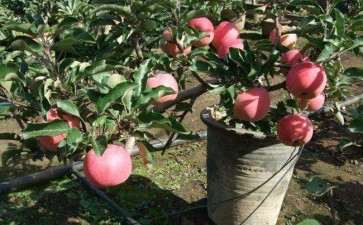 苹果盆栽的花盆怎么选择及处理