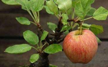 苹果盆栽怎么造型的2个方法