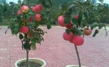 盆栽苹果怎么控温是关键