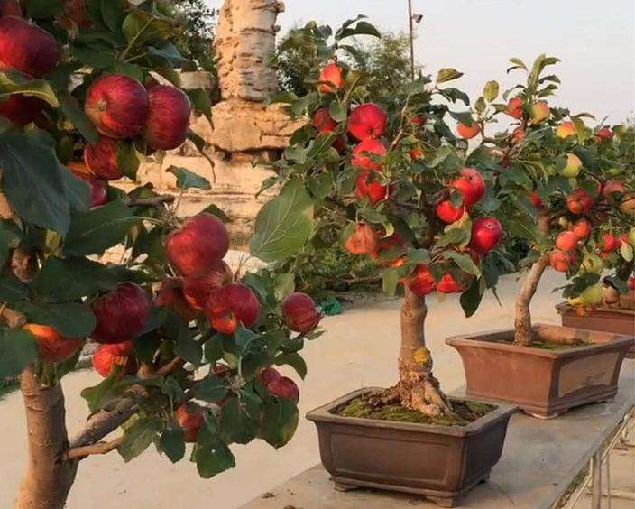 为什么盆栽苹果产业化前景广阔