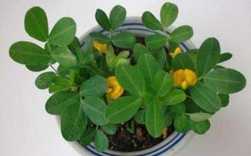 七种药剂对两种花生叶螨盆栽药效测定