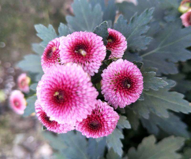 浅谈国庆盆栽早小菊栽培技术