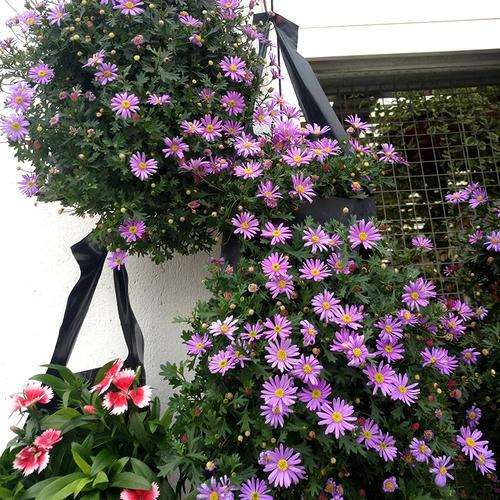 小菊盆栽怎么养护管理的2个方法