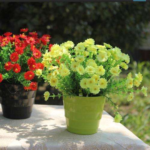 小菊盆栽怎么播种繁殖的2个方法