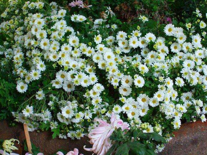 小菊盆栽怎么施肥的3个方法