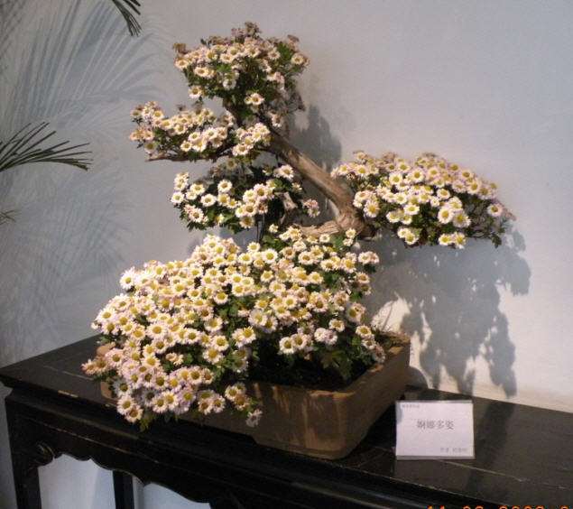 小菊盆栽怎么修剪摘心的3个方法