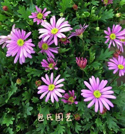 小菊盆栽怎么病虫害防治的3个方法