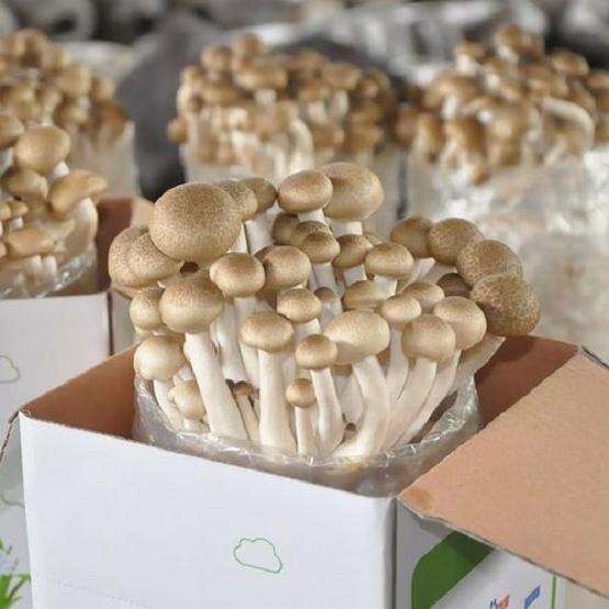 食用菌盆栽在与园林景观中的应用