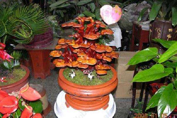 盆栽食用菌园林景观设计的2个原则