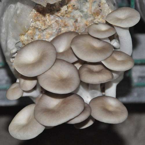 食用菌盆栽在园林设计中的7个视觉艺术