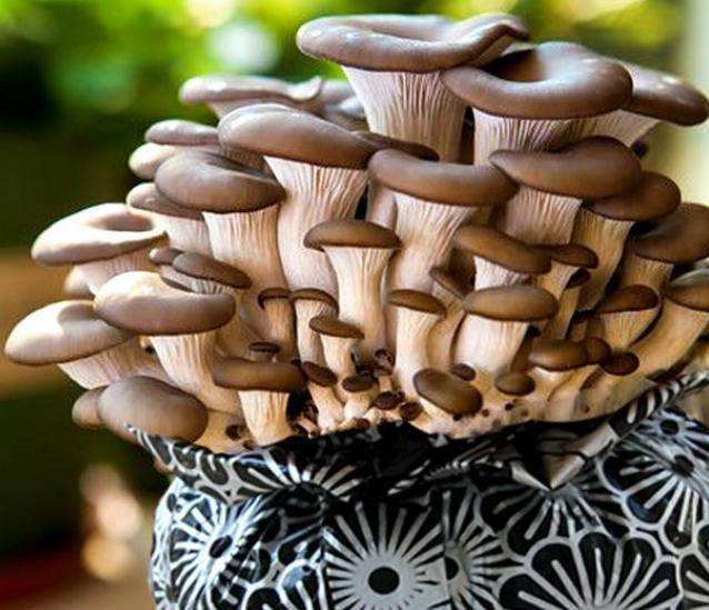 食用菌盆栽在园林设计中的7个视觉艺术