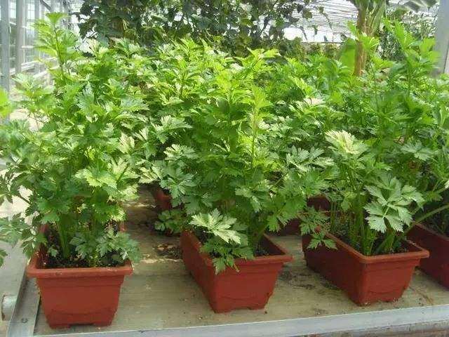 盆栽蔬菜产业发展中存在的问题及应对措施