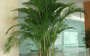 浅析室内盆栽养护的10大准则