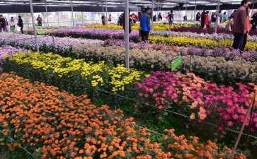 切花菊矮化盆栽品种怎么评价的方法