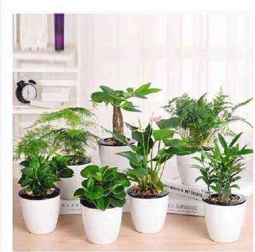 2017年青州市花卉种植面积12.9万亩