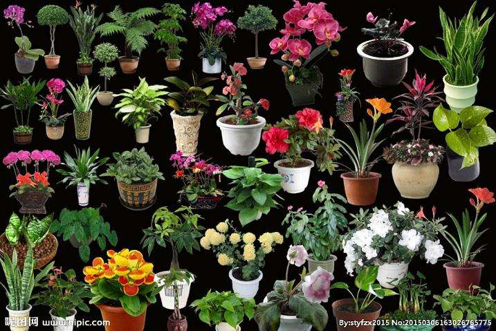 国外盆栽花卉产业的研究综述