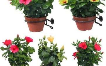 花卉与盆栽花卉的概念界定