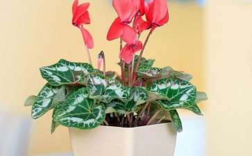 盆栽花卉产业有以下5个特点