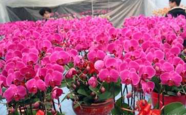 青州市盆栽花卉产业的发展历程