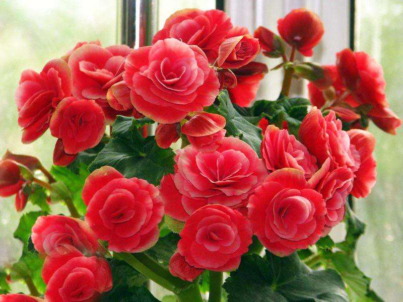 为什么青州市的盆栽花卉产业不断发展壮大