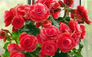 为什么青州市的盆栽花卉产业不断发展壮大