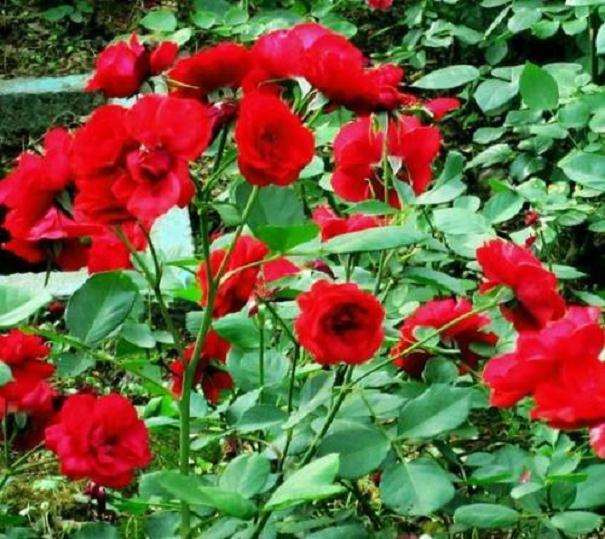 为什么青州花卉物流行业发展迅速