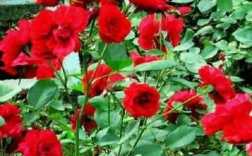 为什么青州花卉物流行业发展迅速