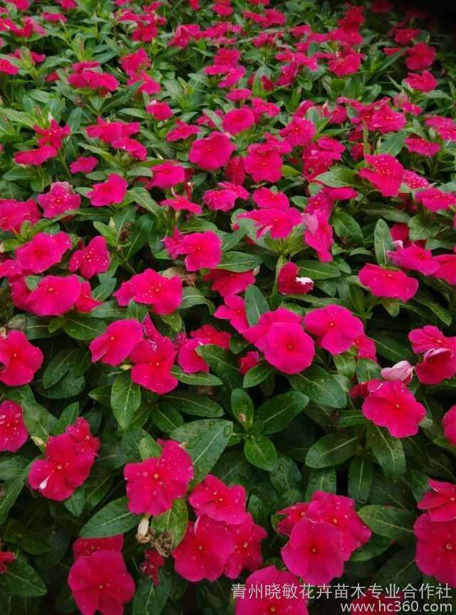 青州市盆栽花卉产业发展的4个机遇