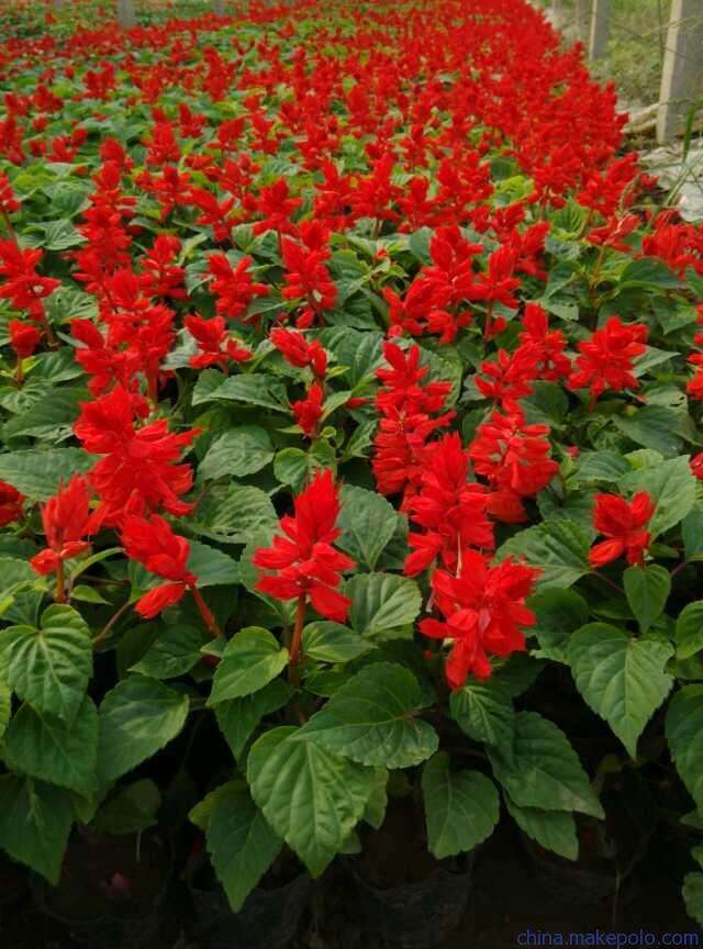 青州市盆栽花卉产业发展的4个机遇