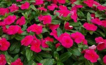 青州市盆栽花卉产业发展的4个机遇