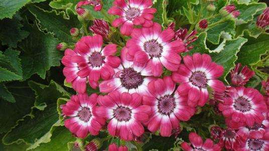 青州市盆栽花卉产业发展的3个威胁