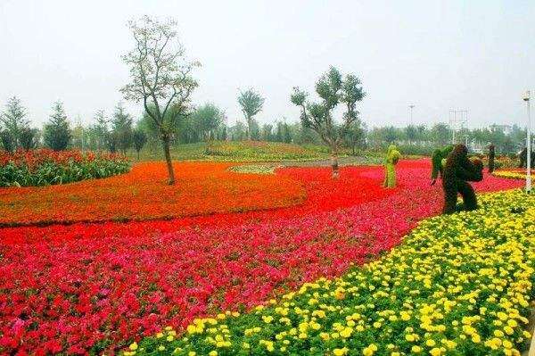 青州市盆栽花卉产业发展的3个威胁