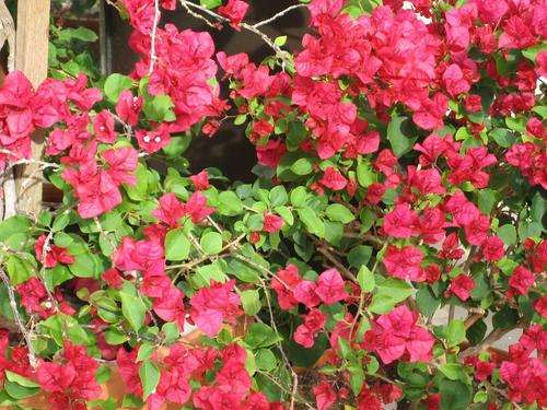 美国盆栽花卉产业发展的3个经验