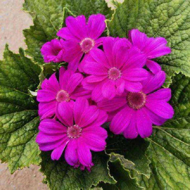 青州市盆栽花卉产业发展的4个思路