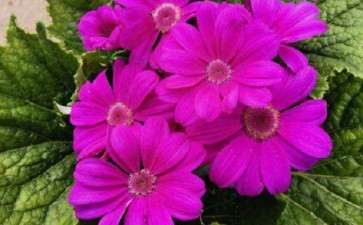 青州市盆栽花卉产业发展的4个思路