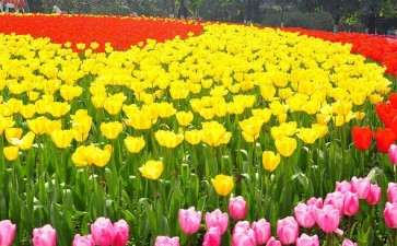 青州市盆栽花卉产业发展的具体措施